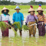 第4月 ワーゾー月 (6月から7月頃)
本格的に雨が降り始める。
牛や水牛で耕した田に男性が苗を配り、女性たちが田植えをする。
ヤンゴン