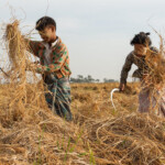 第8月 ダザウンモン月(10月から11月頃)
稲刈りの季節。子どもたちも手伝っていた。
ヤンゴン